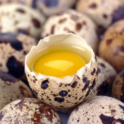 Bulk Quail Eggs (30+)