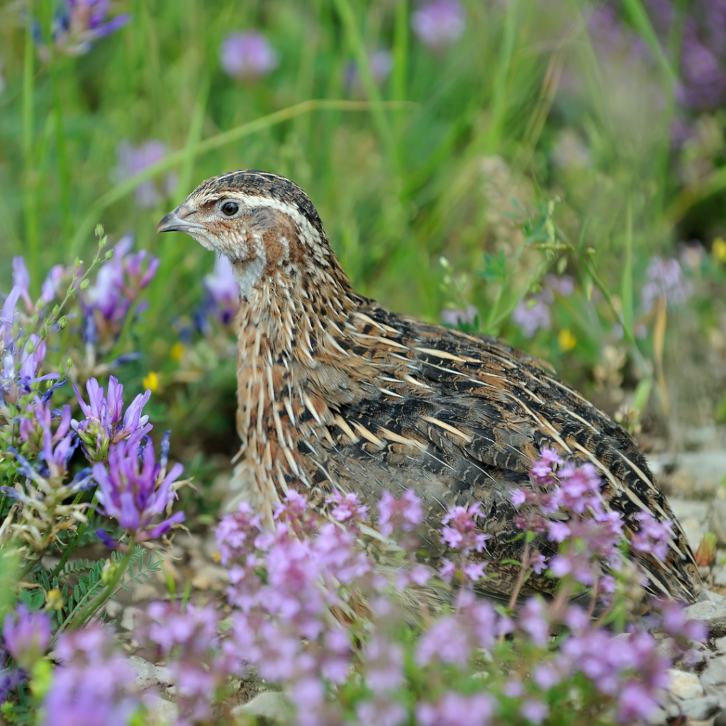 Coturnix Quail amongst flowers