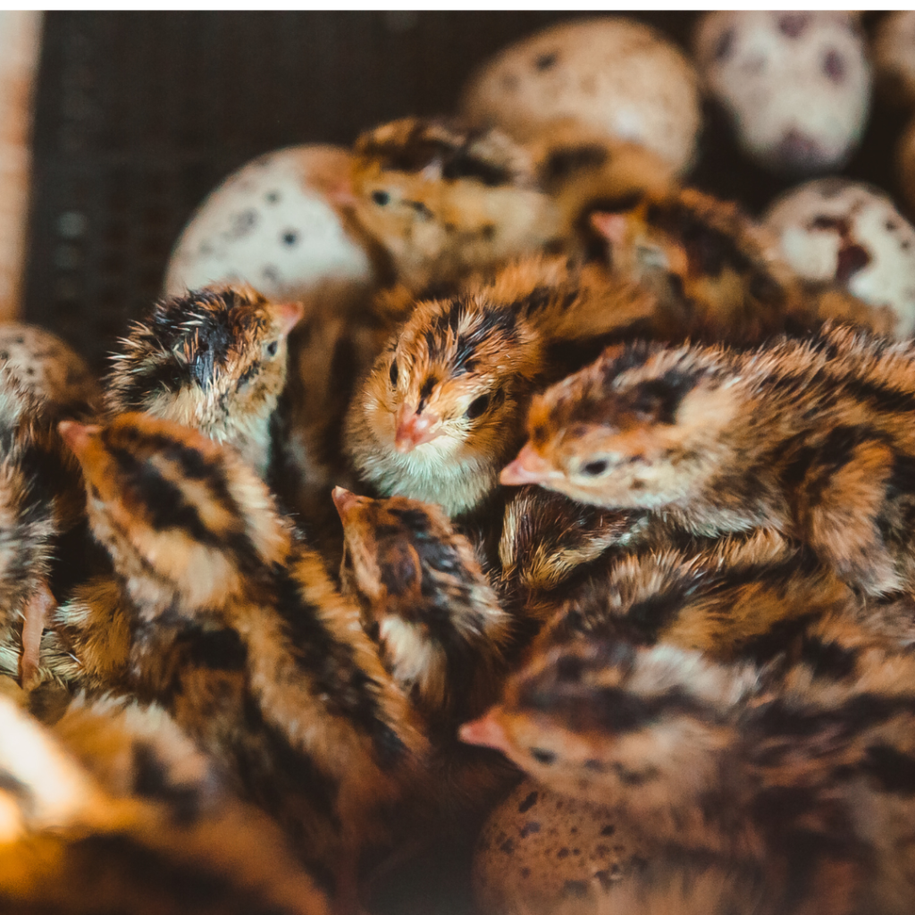 Newly hatched quail chicks, still in the incubator.
