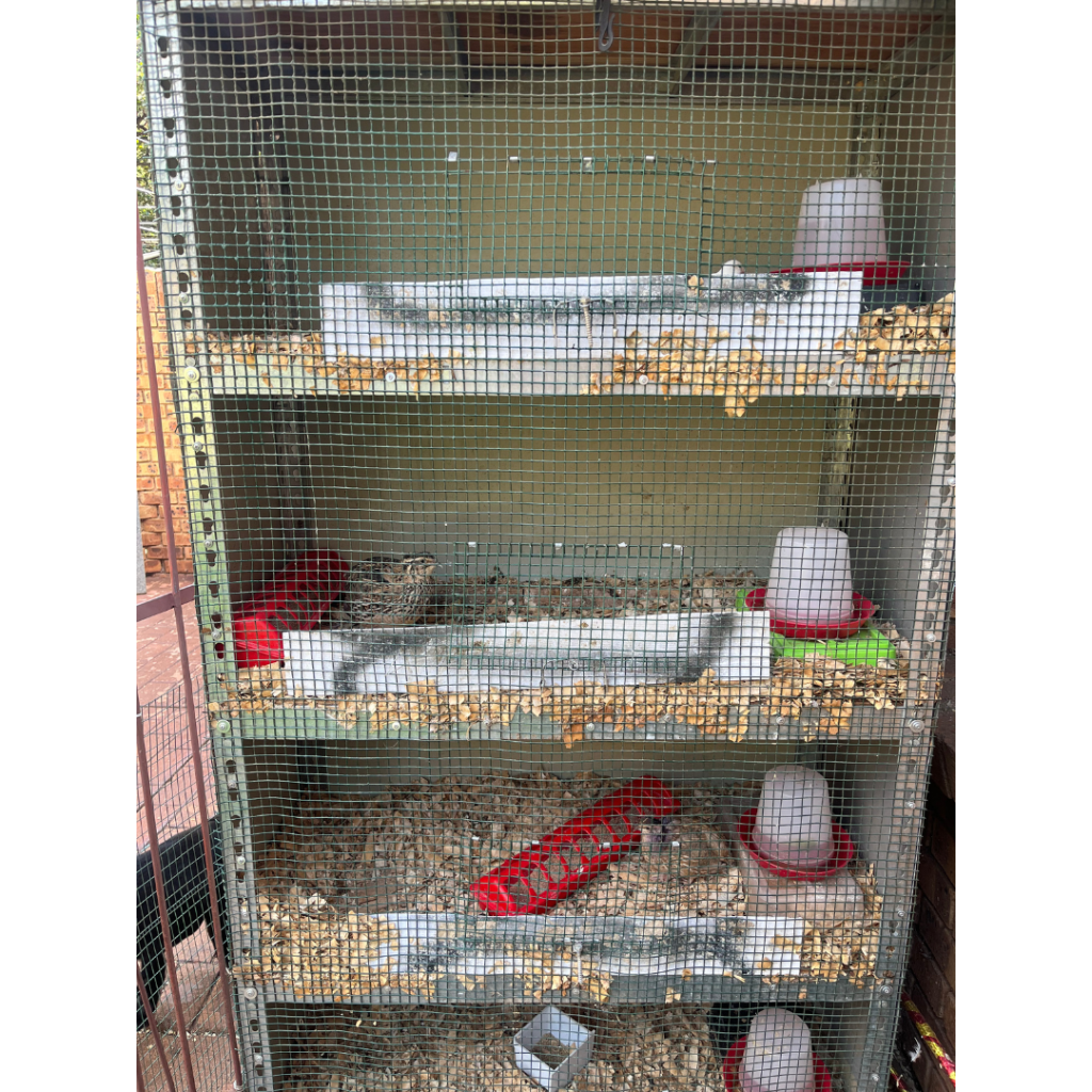 Our hospital cage at the African Micro Farm, where injured or sick quails can take a break from the flock.