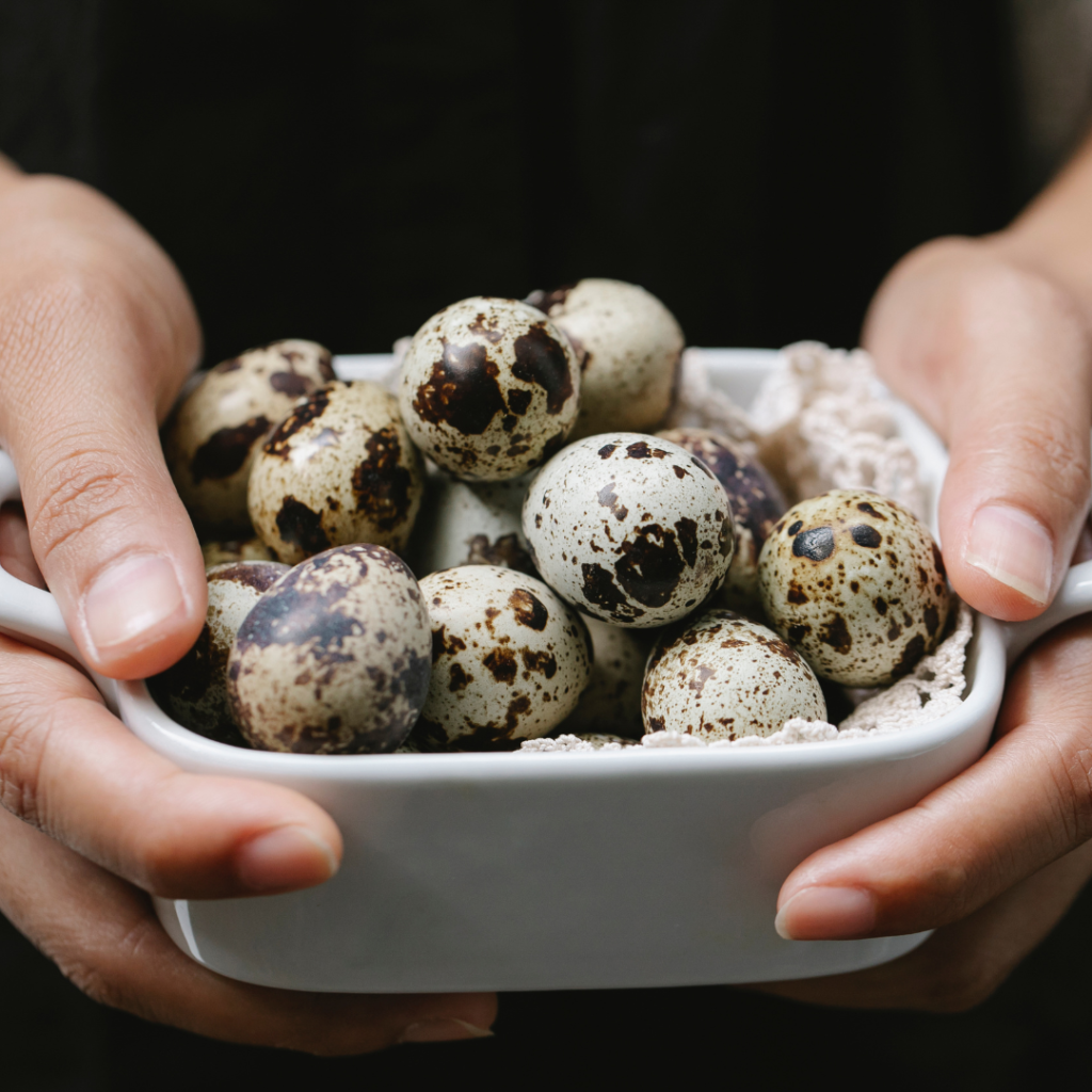 Quail eggs collected gently from the farm.